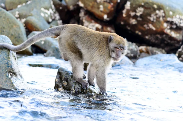 Macaca fascicularis — стокове фото