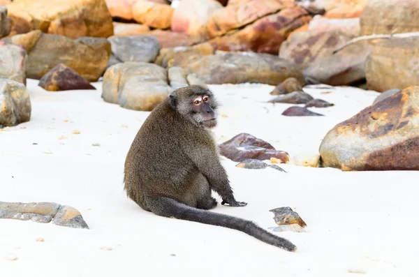 Macaca fascicularis — Φωτογραφία Αρχείου