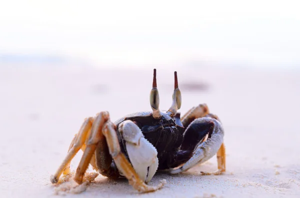 Crabe sur la plage — Photo