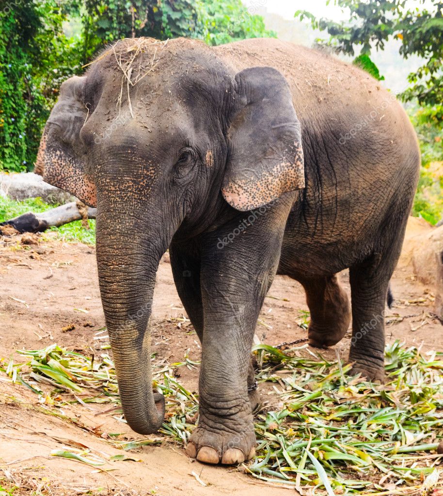 Elephant — Stock Photo © sergeypeterman 20117589