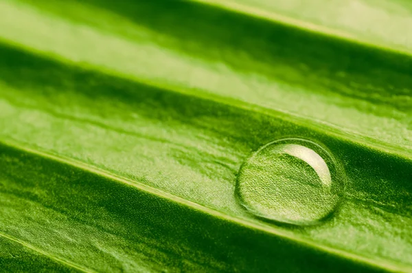 Gota de agua en la hoja fresca — Foto de Stock