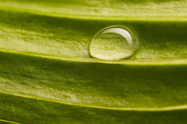 Gota de agua en la hoja fresca —  Fotos de Stock