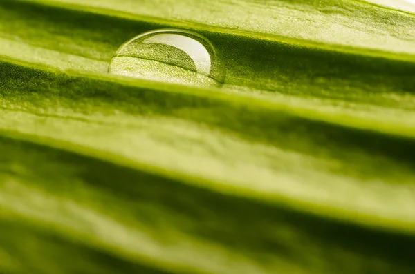 Капля воды на свежем листе — стоковое фото