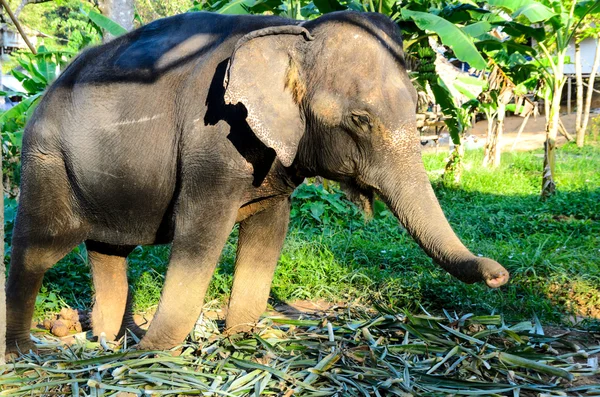 Elefante doméstico — Fotografia de Stock