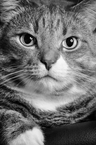 Gatto enorme — Foto Stock