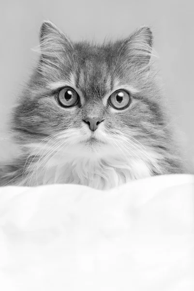 ベッドの上の猫 — ストック写真