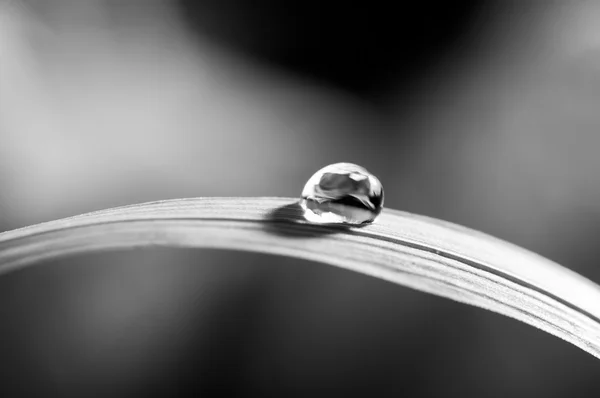 Waterdruppel op gras — Stockfoto