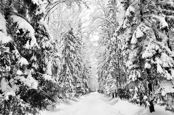 Parque de Inverno — Fotografia de Stock