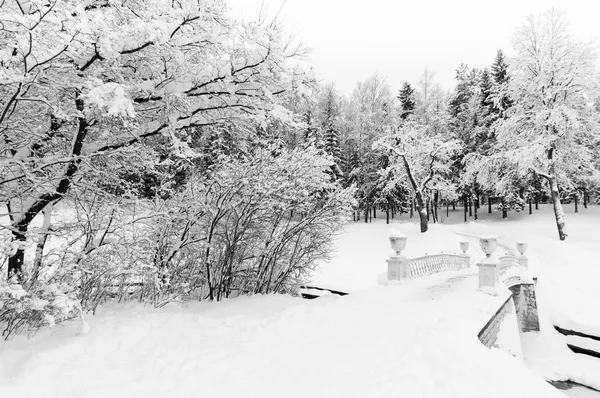 Besneeuwde park — Stockfoto