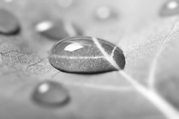 Las gotas en la hoja — Foto de Stock