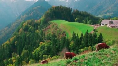 Logar Vadisi ve inekler, Slovenya