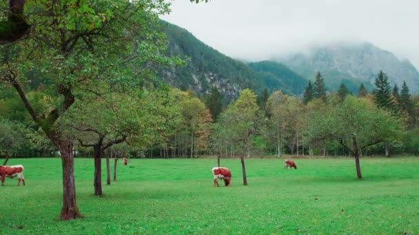 Долина Логар і корови, Словенія — стокове відео