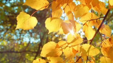 Autumn branches in city park with sun getting through foliage. Handheld shot of linden tree branches covered with fallen leaves during sunny day in fall.