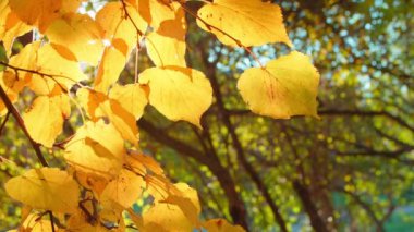 Autumn branches in city park with sun getting through foliage. Handheld shot of linden tree branches covered with fallen leaves during sunny day in fall.