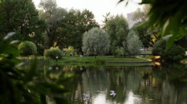 Sunset in city park lake. Summer evening view of birds, trees, green meadow and pond. Seagulls flying.