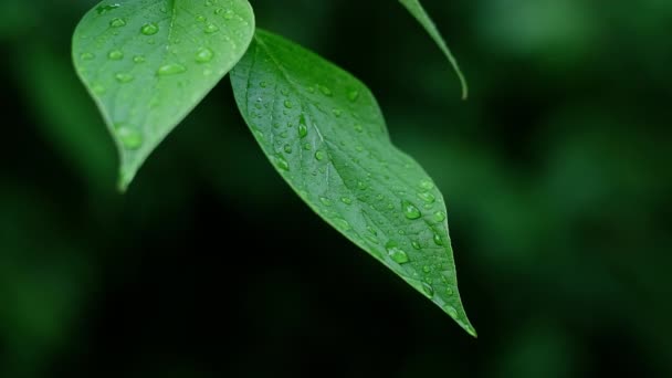 Барвисті Листя Вода Падає Тло Свіже Листя Лісу Темно Зеленому — стокове відео