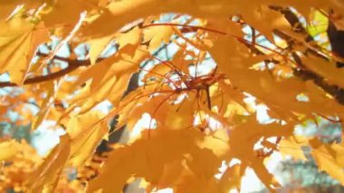 Autumn branches in city park with sun getting through foliage. Handheld shot of maple tree branches covered with fallen leaves during sunny day in fall.