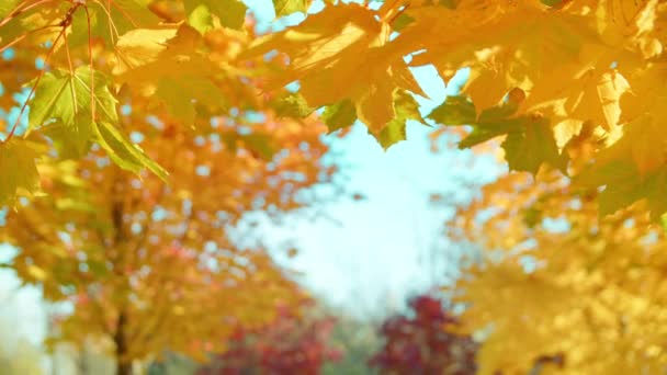 Autumn Branches City Park Sun Getting Foliage Handheld Shot Maple — Stock video