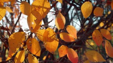 Autumn branches in city park with sun getting through foliage. Handheld shot of bird cherry tree branches covered with fallen leaves during sunny day in fall.