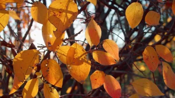Autumn Branches City Park Sun Getting Foliage Handheld Shot Bird — Vídeos de Stock