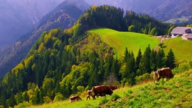 Logar Vadisi 'nde inekler. Bulutlu Ekim dağ vadisine yukarıdan bak, otlakta inekler var. Logarska Dolina, Slovenya. El bilgisayarı tavası