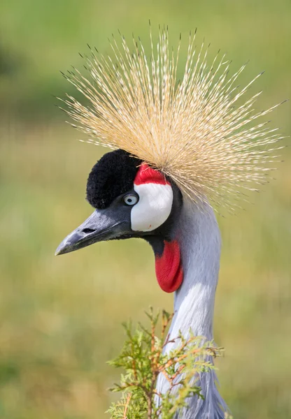 Portrait of Crowned Crane — Stock Photo, Image