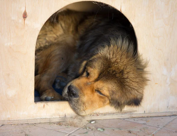 Tibetan Mastiff sleeps in a kennel — Stock Photo, Image