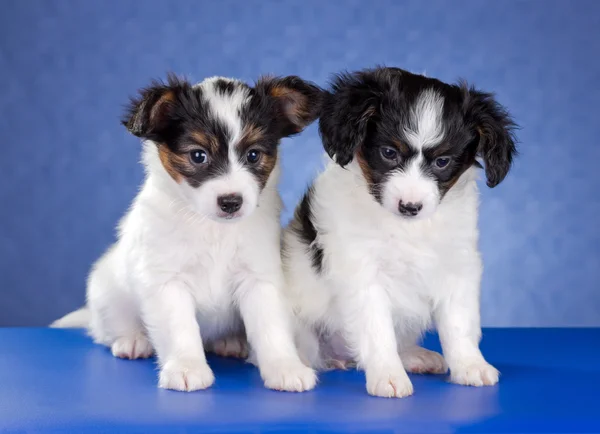 Papillonwelpen — Stockfoto