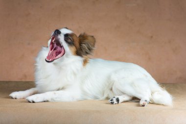 küçük köpek doğurmak Papillon esnemek