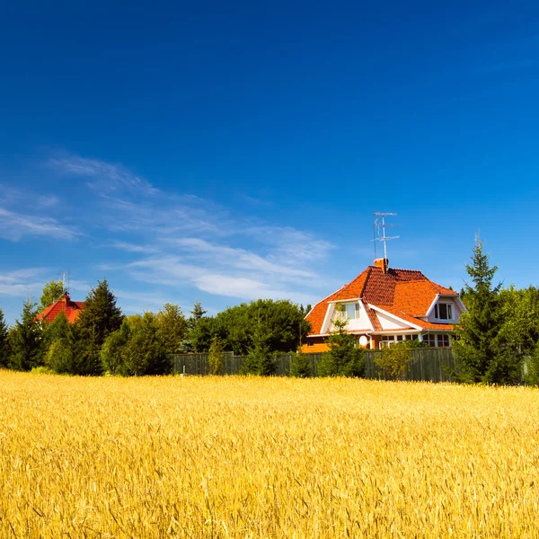 Zomerlandschap met tarweveld — Stockfoto