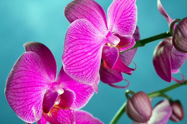 Bella orchidea — Foto Stock