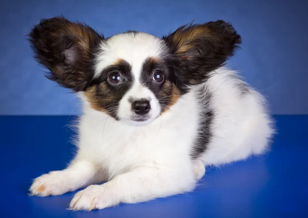 Güzel papillon köpek yavrusu — Stok fotoğraf