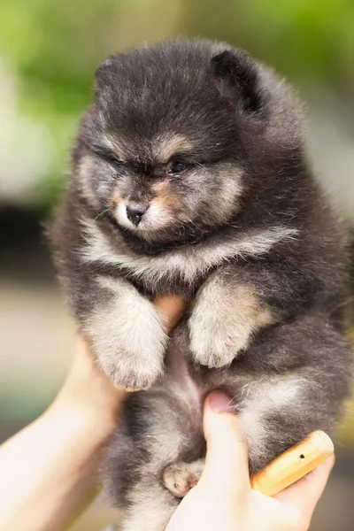 Pequeno cachorrinho fofo da Pomerânia nas mãos de uma pessoa — Fotografia de Stock