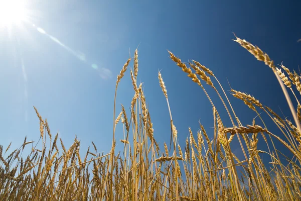 Orejas de trigo contra el cielo azul —  Fotos de Stock