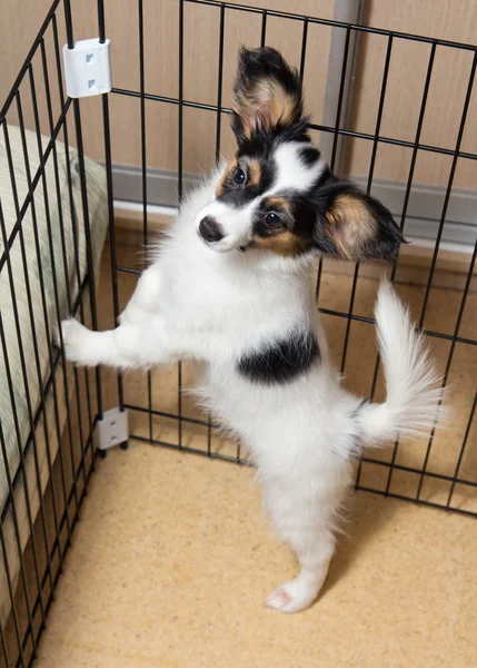 Puppy papillon in cage — Stock Photo, Image