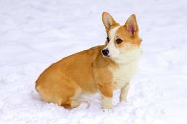 Pembroke Galce corgi