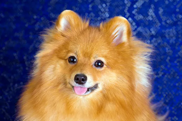 Pomeranian cão close-up — Fotografia de Stock