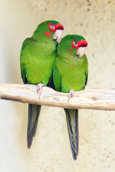 Due mitred Parakeet — Foto Stock