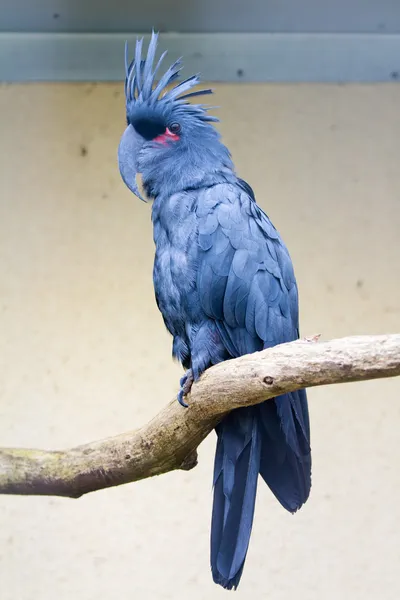 Cacatúa de palma —  Fotos de Stock