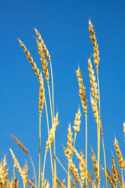 Tarweveld en blauwe lucht — Stockfoto