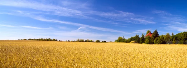 Tarweveld — Stockfoto