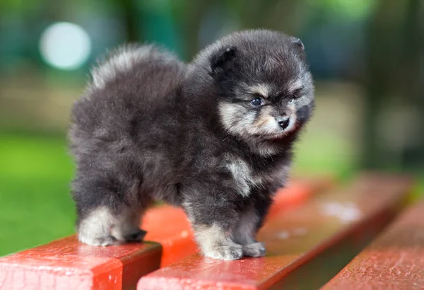 Pequeño cachorro peludo Pomeranian — Foto de Stock