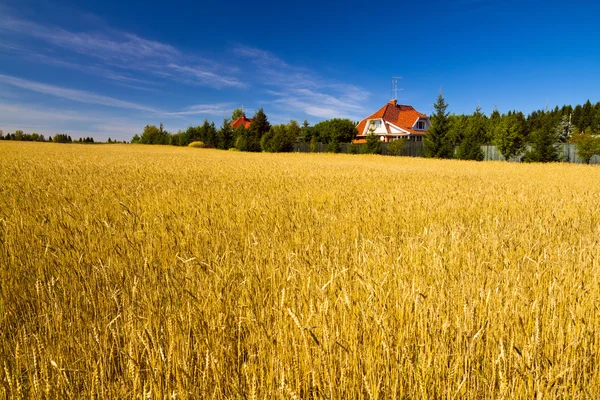 Tarweveld — Stockfoto