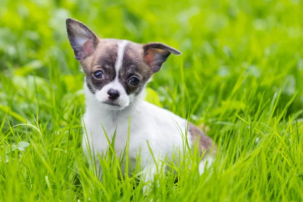 Filhote de cachorro Chihuahua — Fotografia de Stock