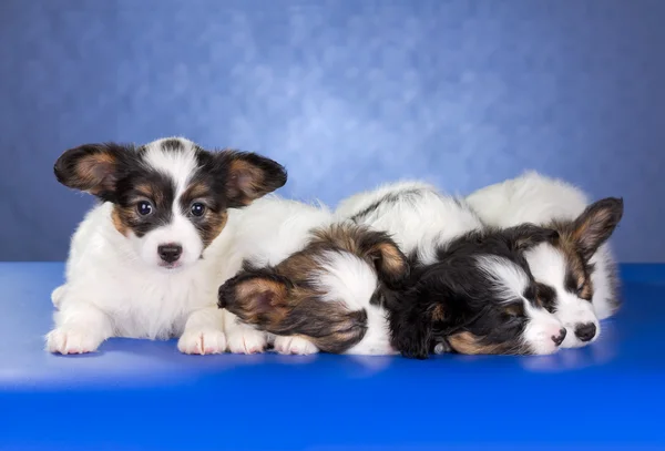 Papillon cuccioli — Foto Stock