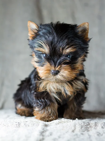 Yorkshire terrier welpe — Stockfoto