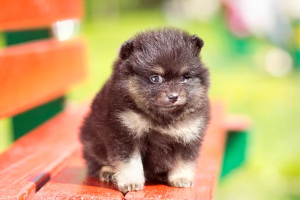 Όμορφο αφράτο pomeranian κουτάβι — Φωτογραφία Αρχείου