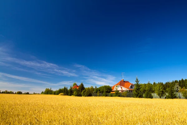 Літній пейзаж з пшеничним полем — стокове фото