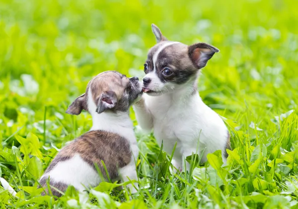 Dois filhotes de chihuahua pequenos — Fotografia de Stock