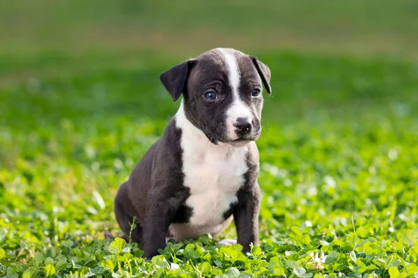 アメリカのスタッフォードシャーテリア子犬 — ストック写真